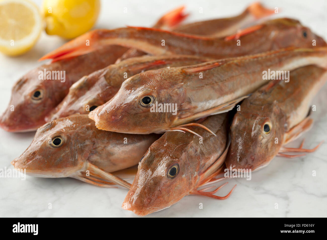 Stack of fresh red gurnard fishes Stock Photo