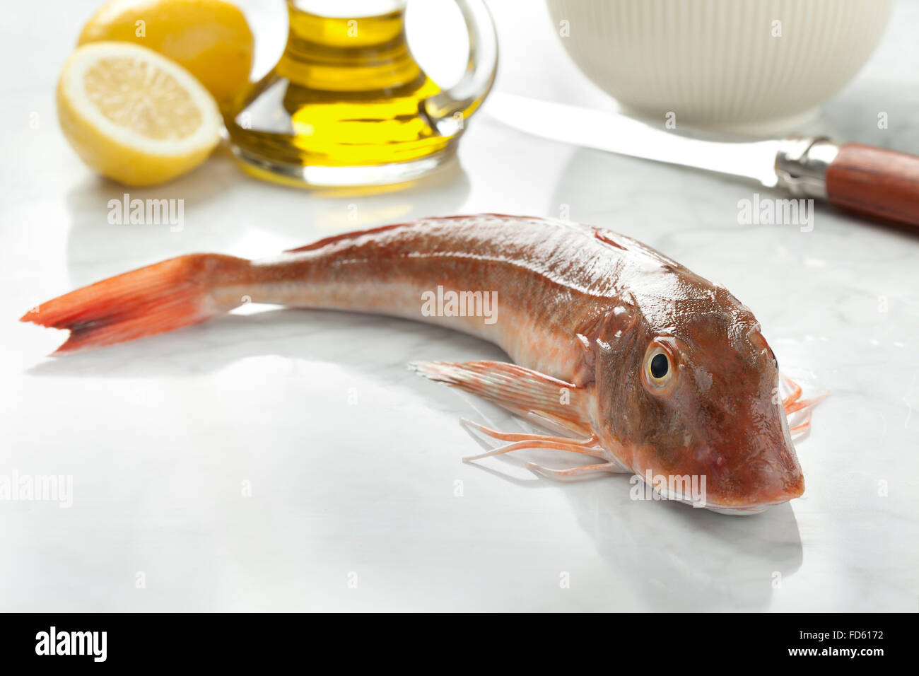 Single fresh red gurnard fish Stock Photo