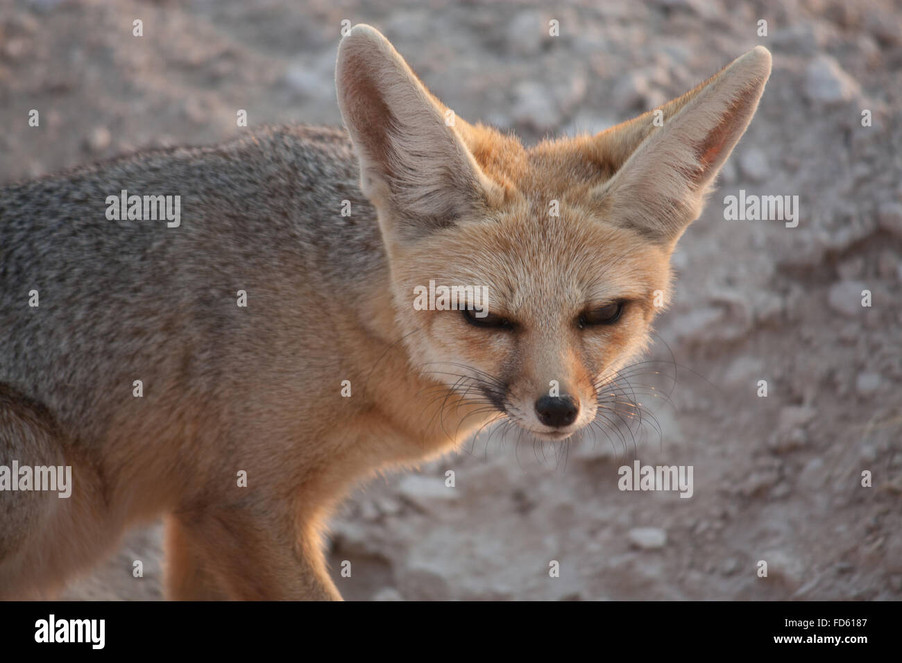 Close Up Of Fennec Fox Stock Photo Alamy