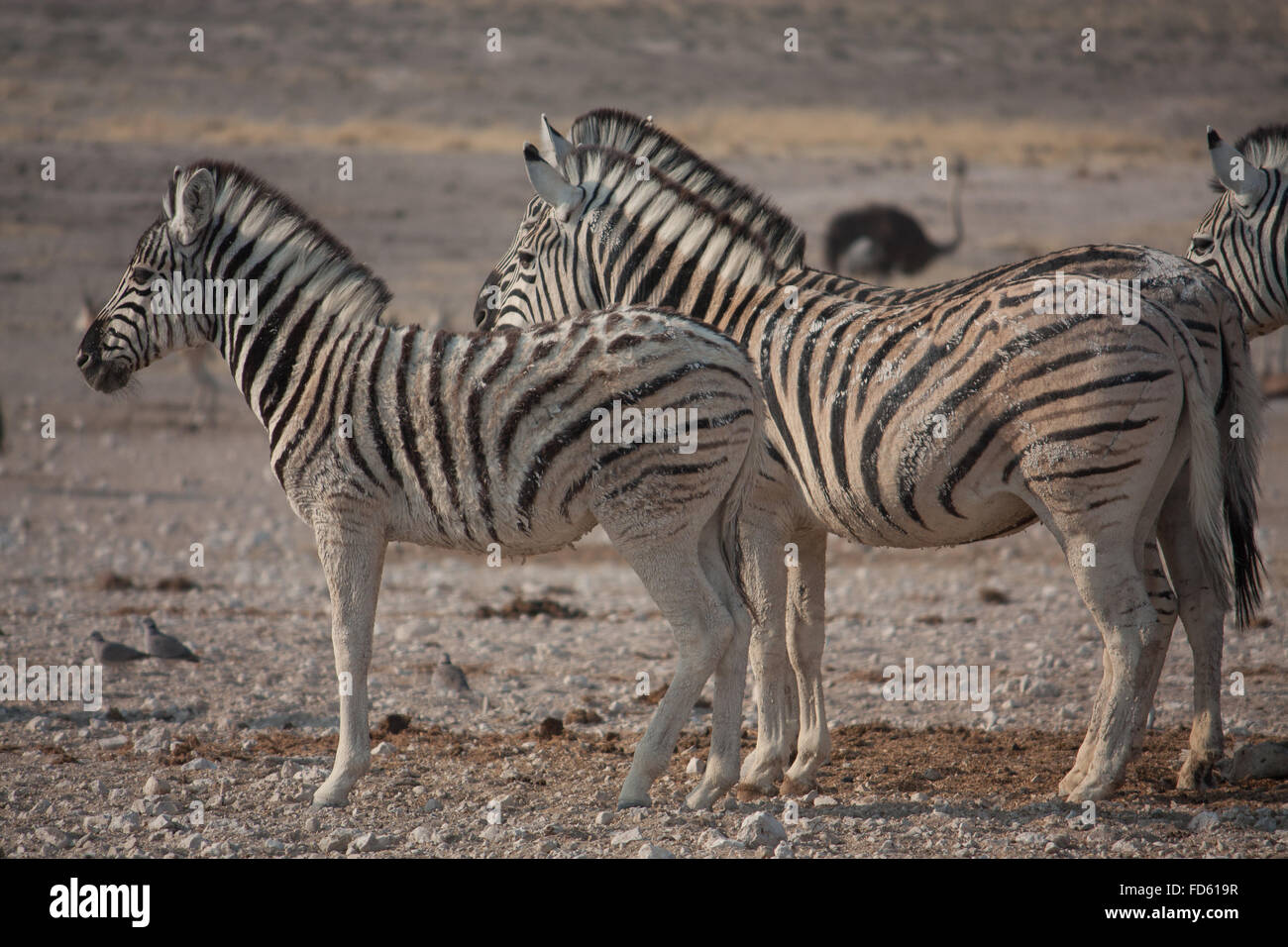 Group Of Zebras And Ostrich Stock Photo Alamy