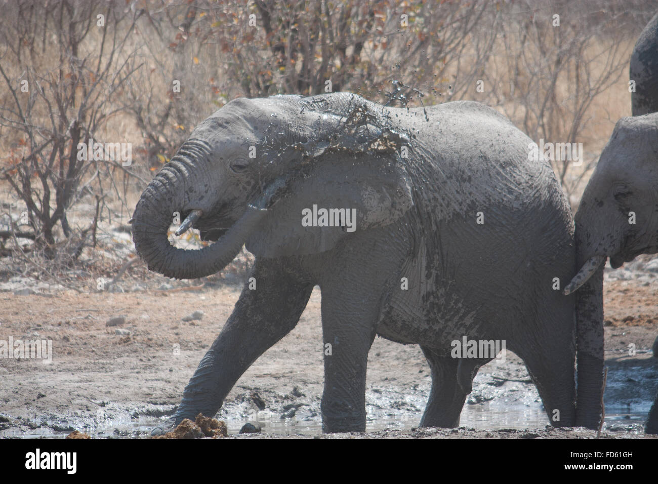 Elephant Pouring Water From Its Trunk Stock Photo