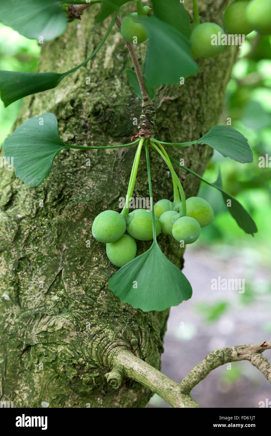 Ginkgo biloba seeds on the tree Stock Photo