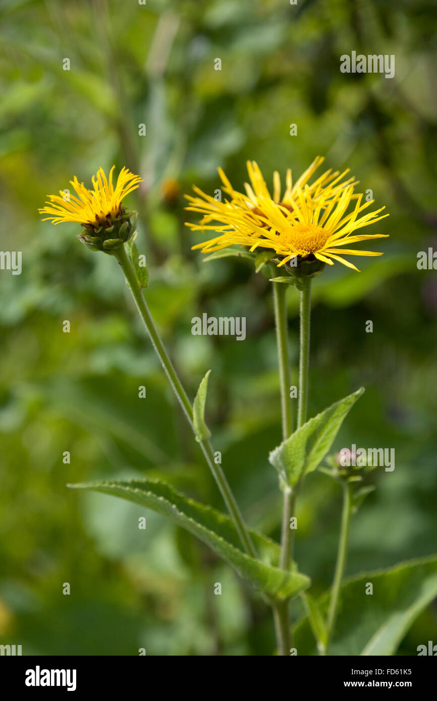 Yellow Inula flowers in the garden Stock Photo