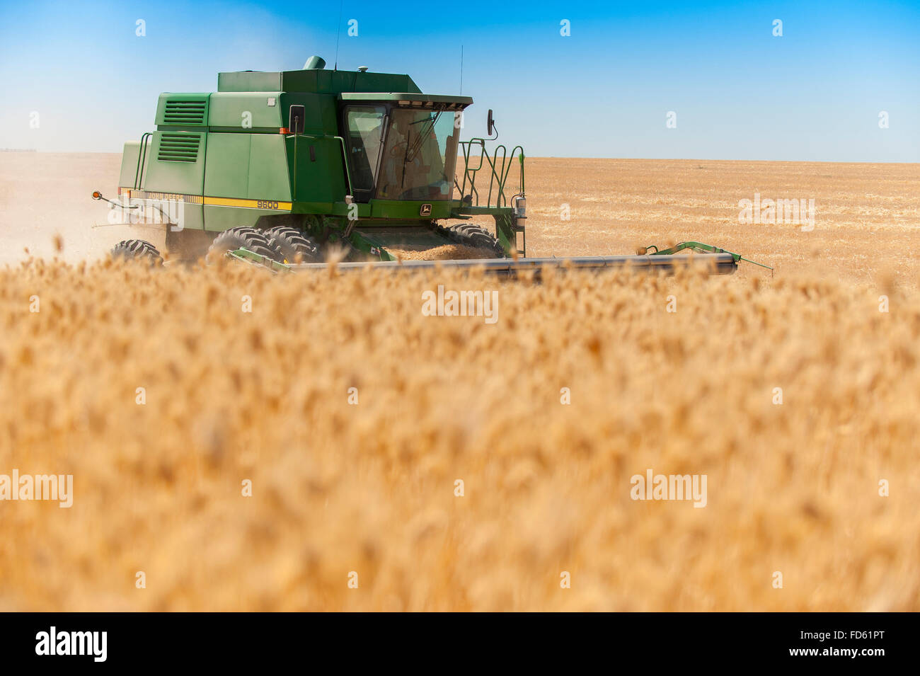 Harvester Combines Cut Summer Wheat Harvest in The Palouse in Eastern Washington Stock Photo