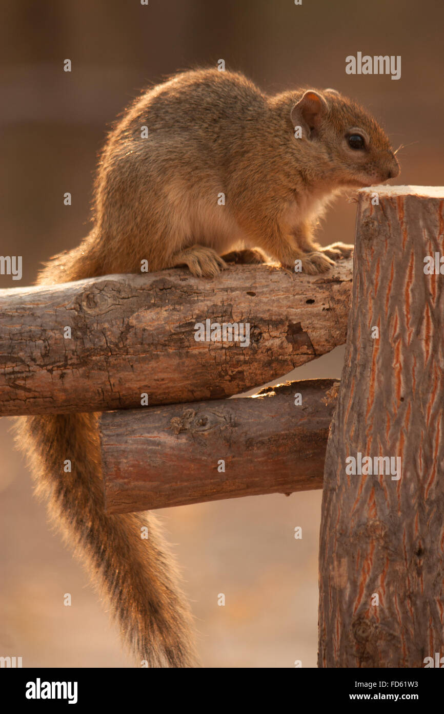 Squirrel Sitting On Wood Stock Photo