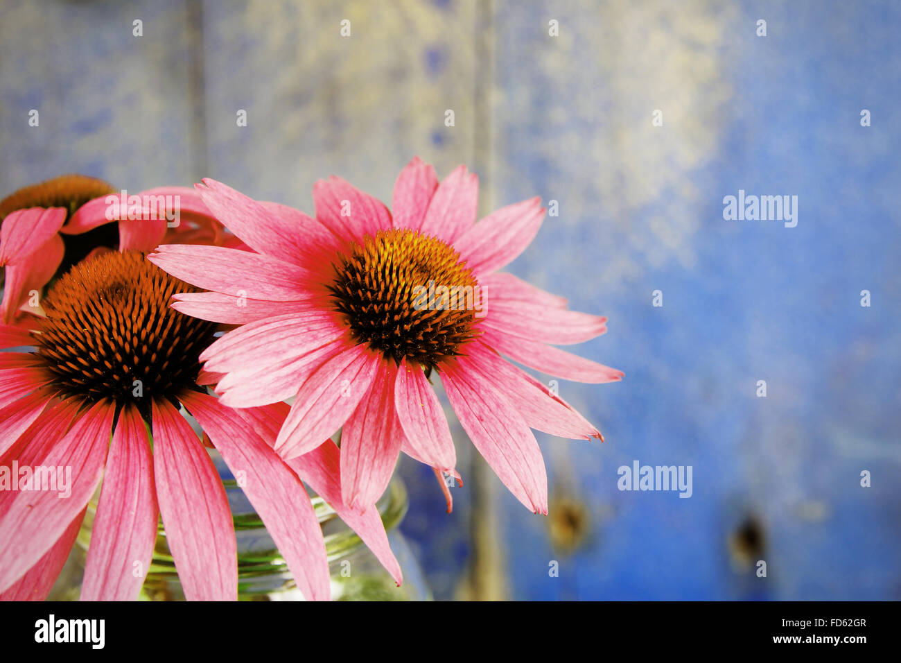 Pink echinacea flowers in glass jar on blue wood background color filter Stock Photo