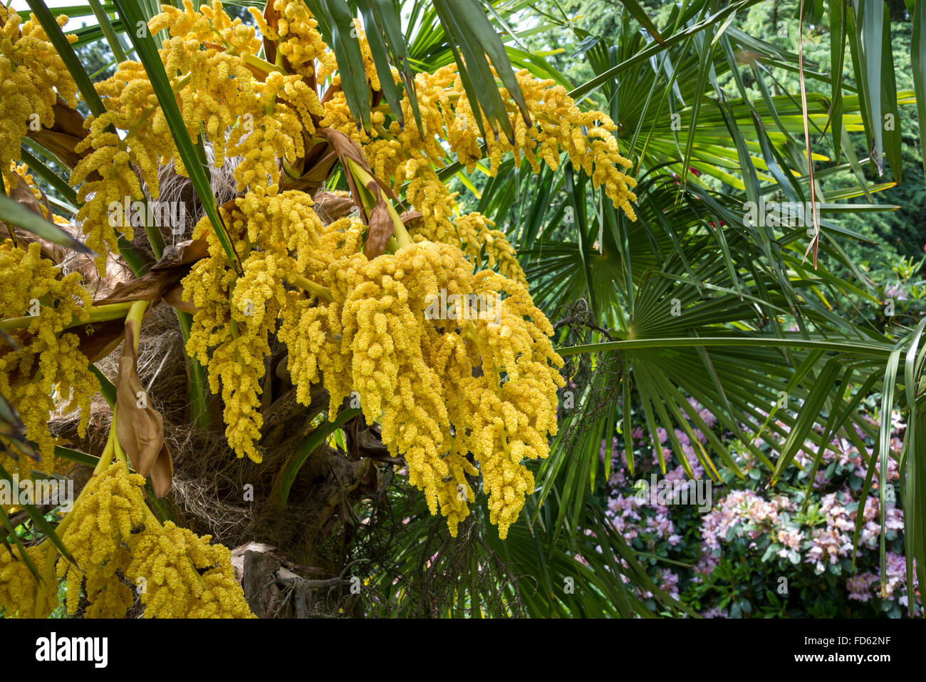 Trachycarpus fortunei in flower. Close up of the yellow flower head. Stock Photo