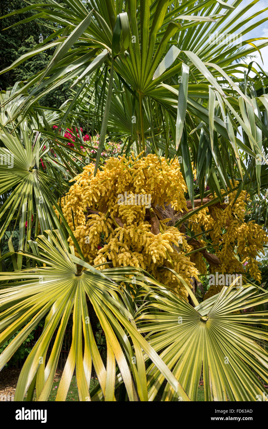 Trachycarpus fortunei in flower. Stock Photo