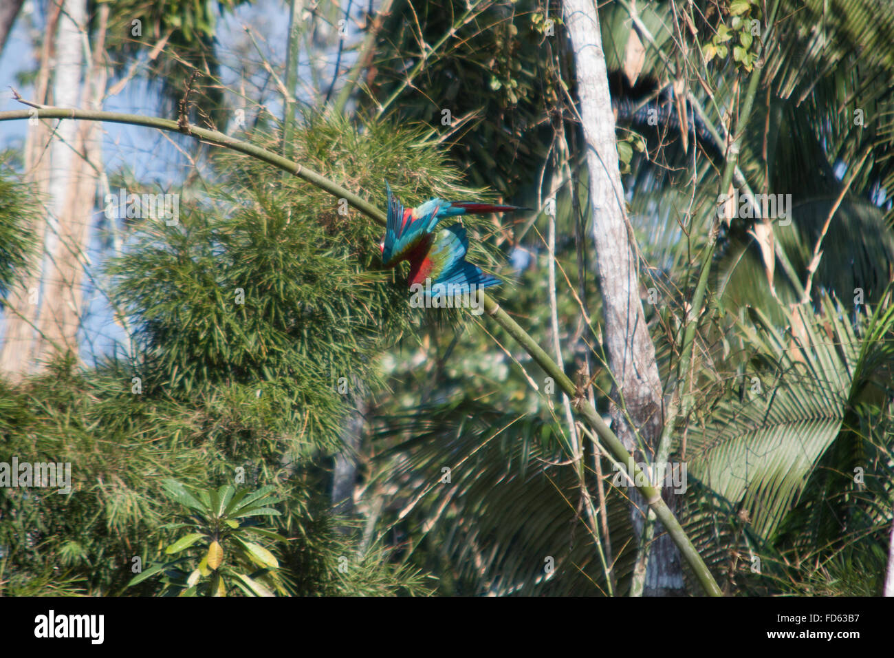 Parrots On Bamboo Stock Photo Alamy