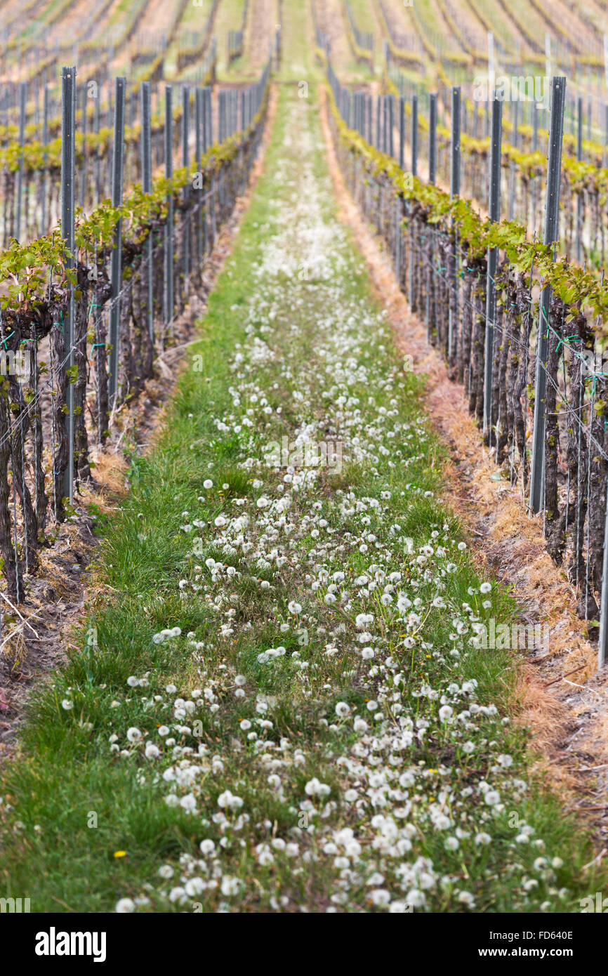 Vineyard in Pfalz, Germany Stock Photo