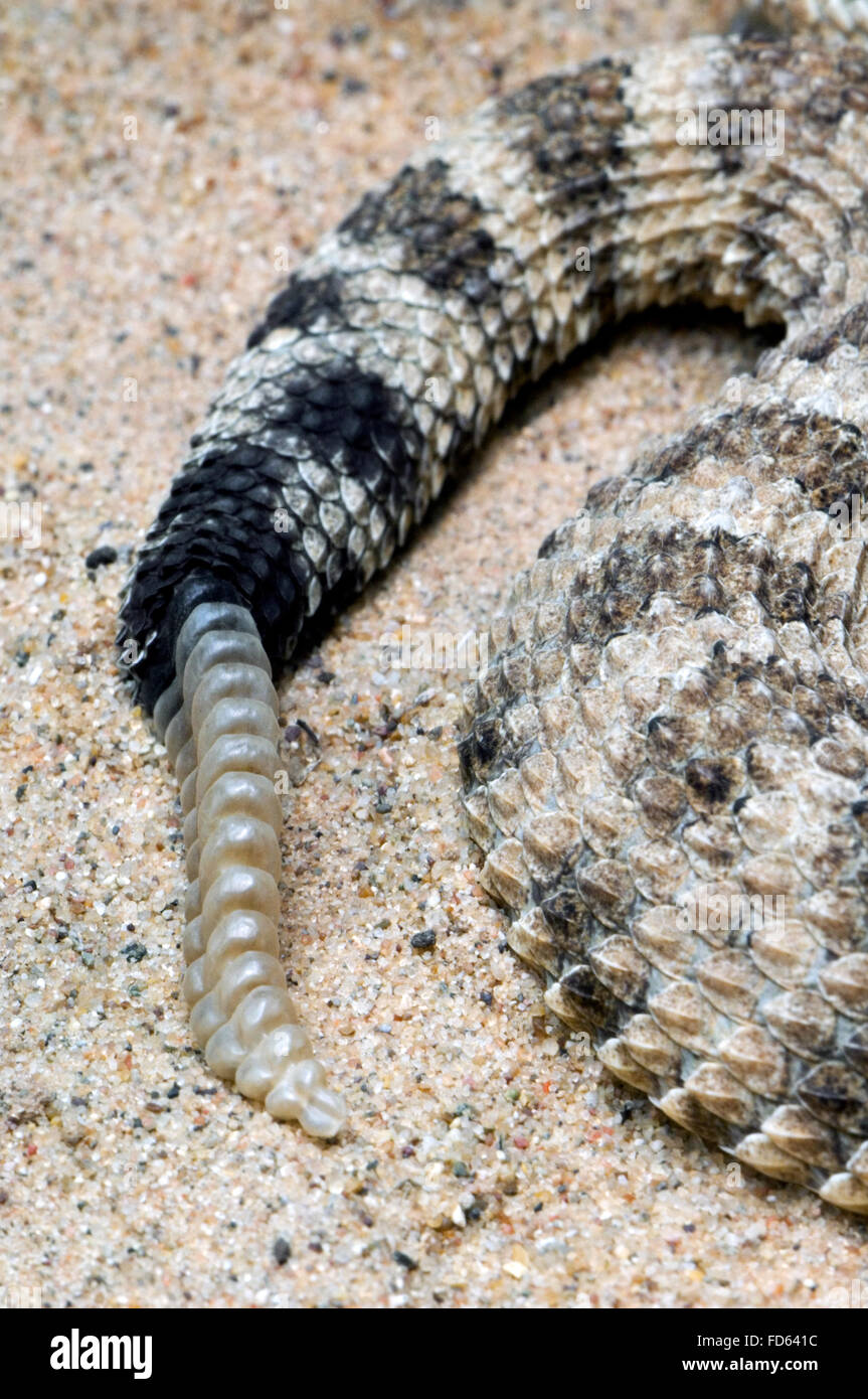 Horned rattlesnake / sidewinder (Crotalus cerastes) close up of tail