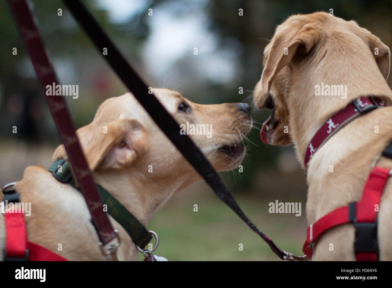 Why Do Dogs Kiss Each Other