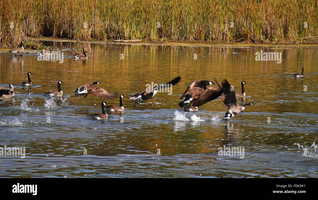 Flock Of Ducks Taking Off Lake Stock Photo
