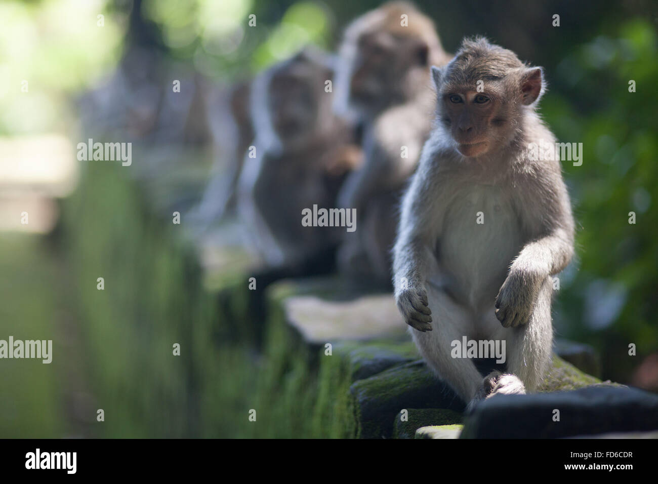 Monkeys sitting hi-res stock photography and images - Alamy
