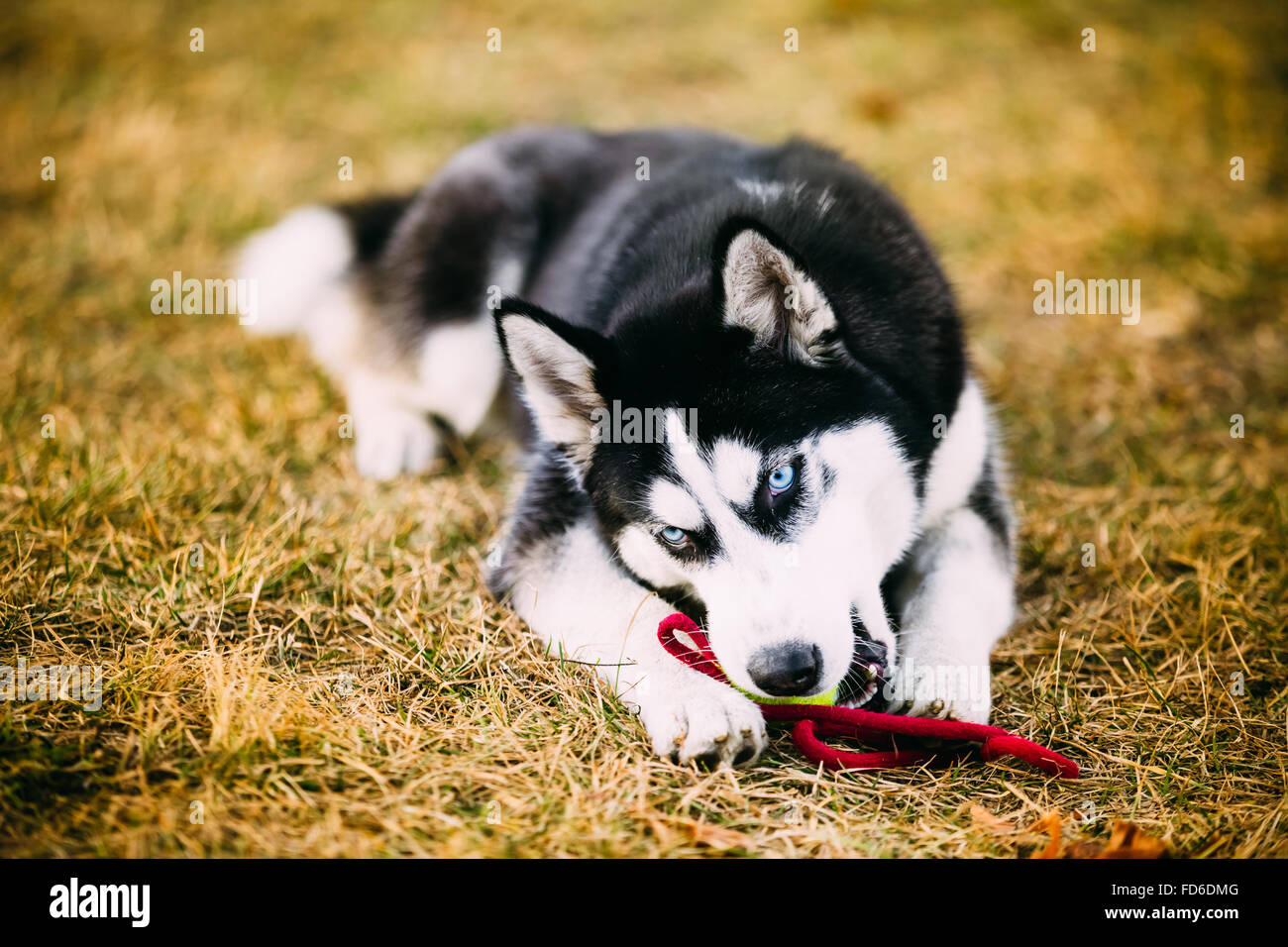 best chew toys for huskies