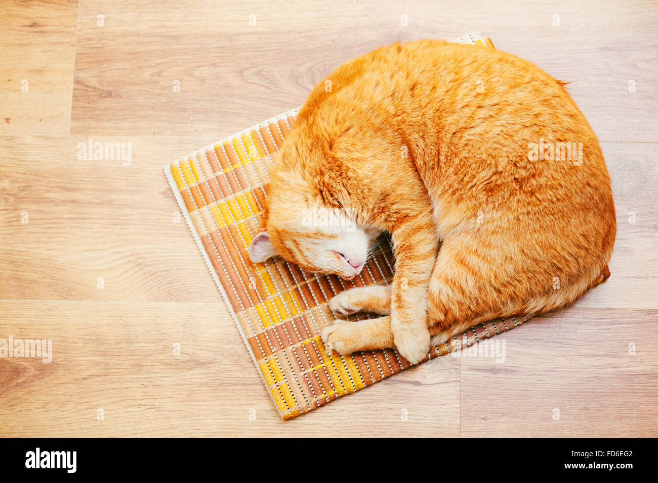 Peaceful Orange Red Tabby Cat Male Kitten Curled Up Sleeping In His Bed On Laminate Floor Top View Stock Photo Alamy