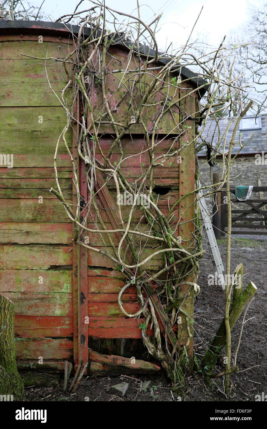 Honeysuckle climber climbing plant in winter January growing on an old railway carriage Wales UK  KATHY DEWITT Stock Photo
