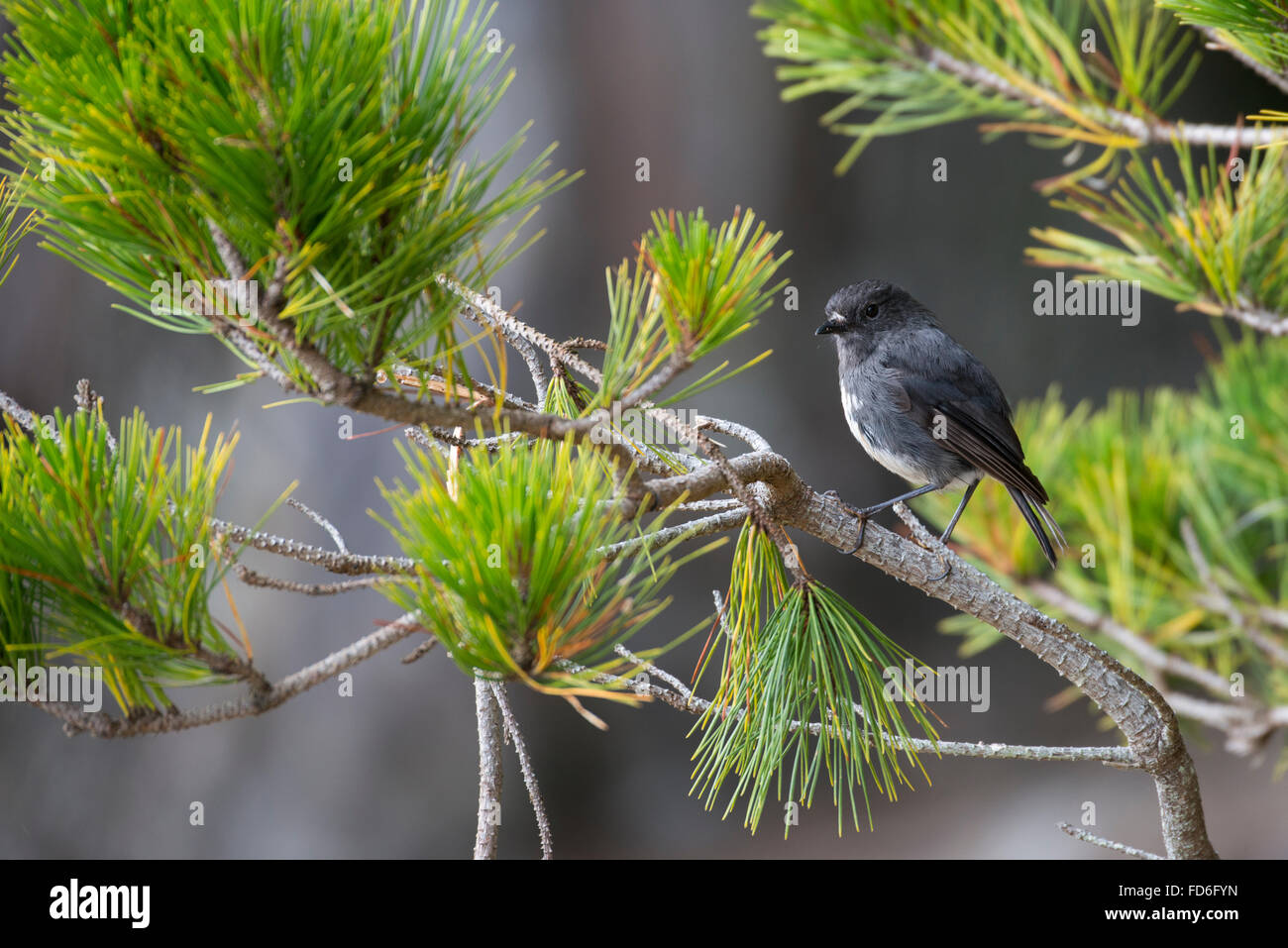 New Zealand, Ulva Island. Stewart Island robin in forest habitat (Petroica australis rakiura) subspecies. Stock Photo