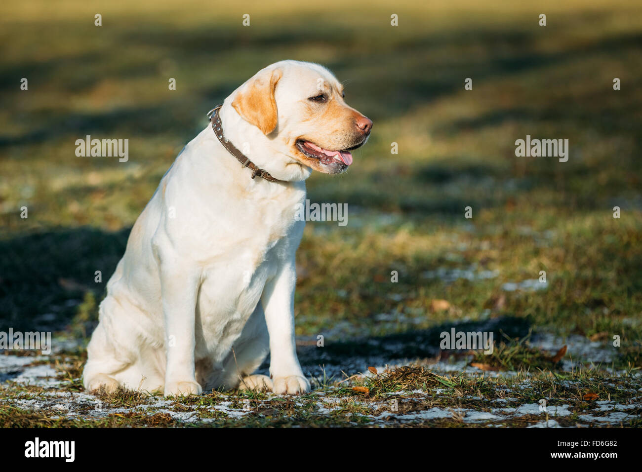 White Labrador Retriever Dog Outdoor In Spring Stock Photo