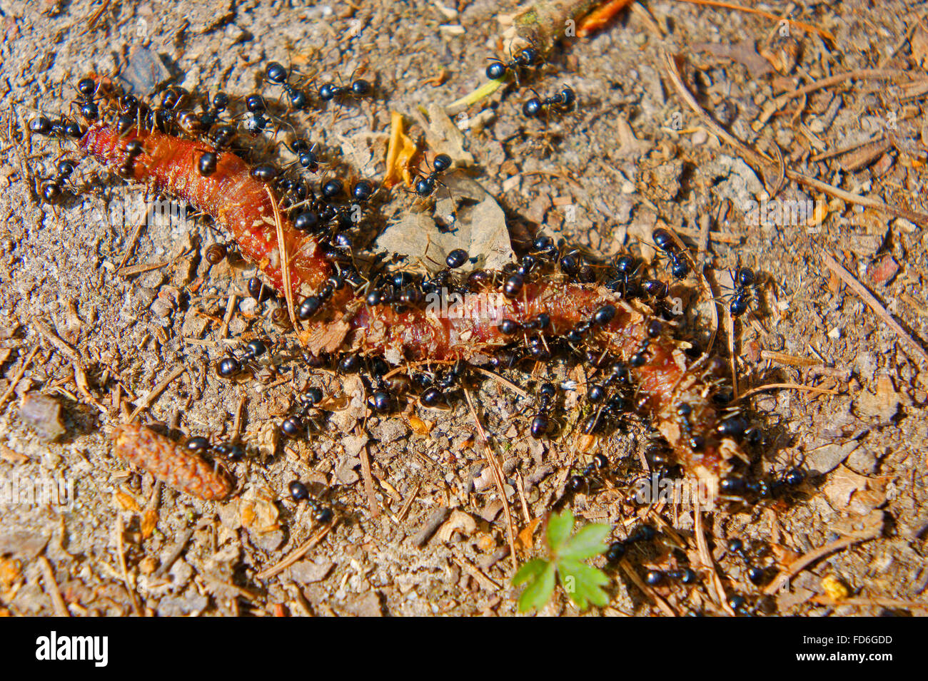 A group of ants eating dead earthworm Stock Photo Alamy