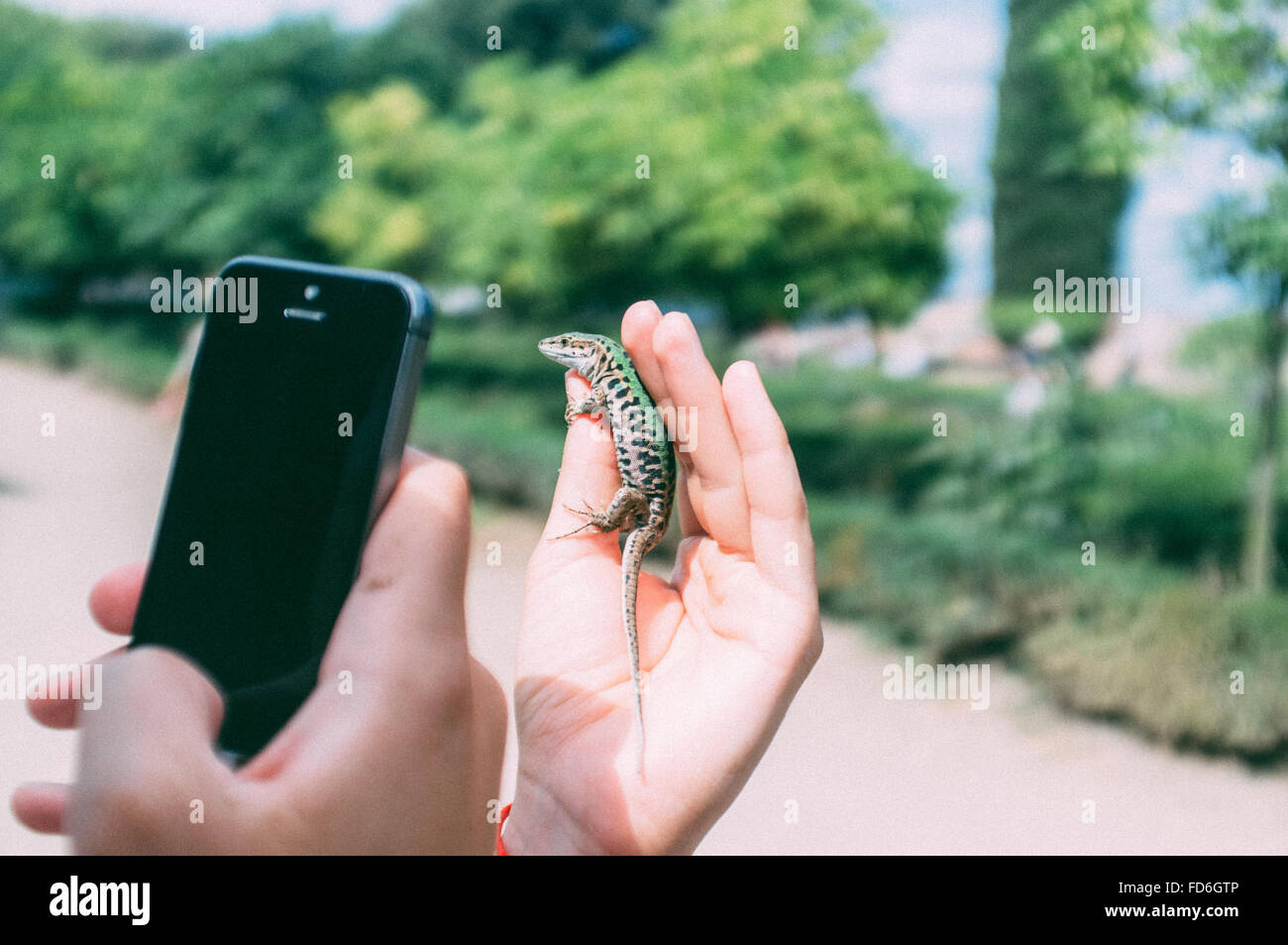 Person Taking Picture Of Lizard Stock Photo