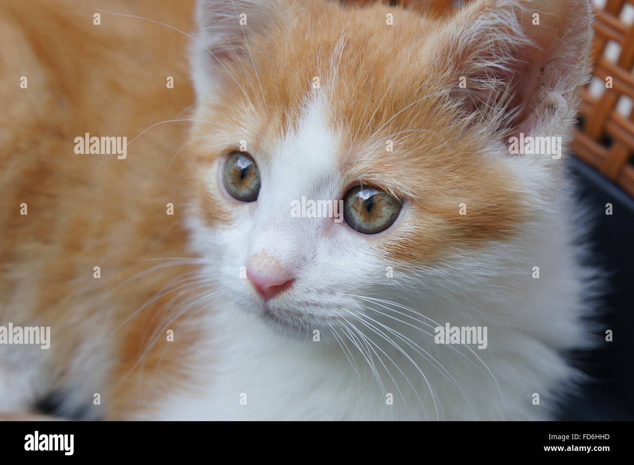 kitten head Stock Photo