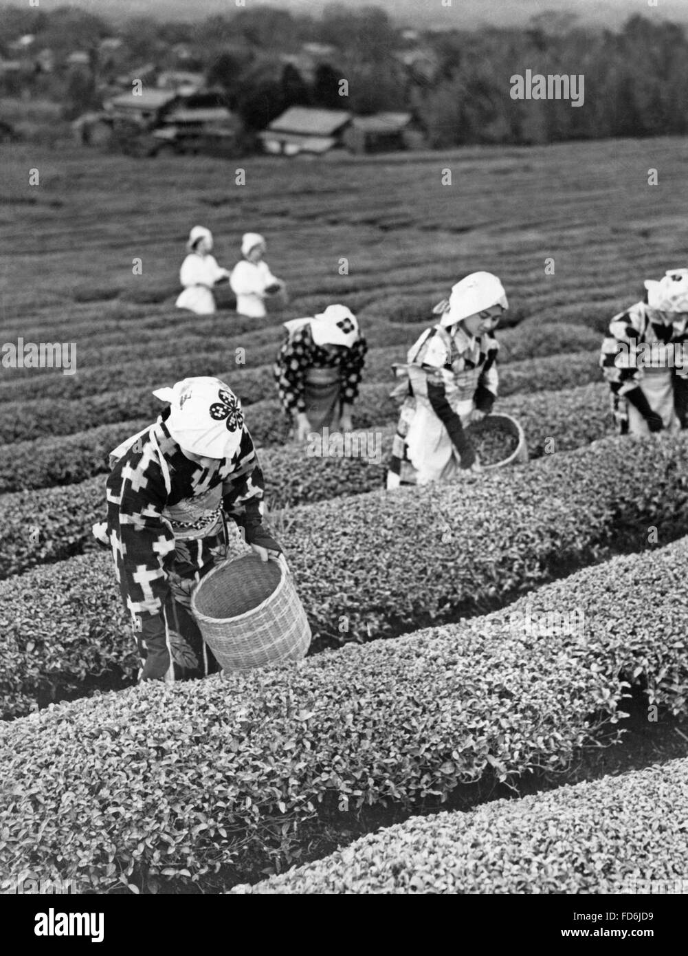Japanese tea pickers in Shizuoko, 1938 Stock Photo