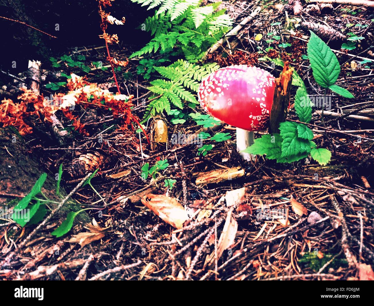 Fly Agaric Mushroom On Field In Forest Stock Photo