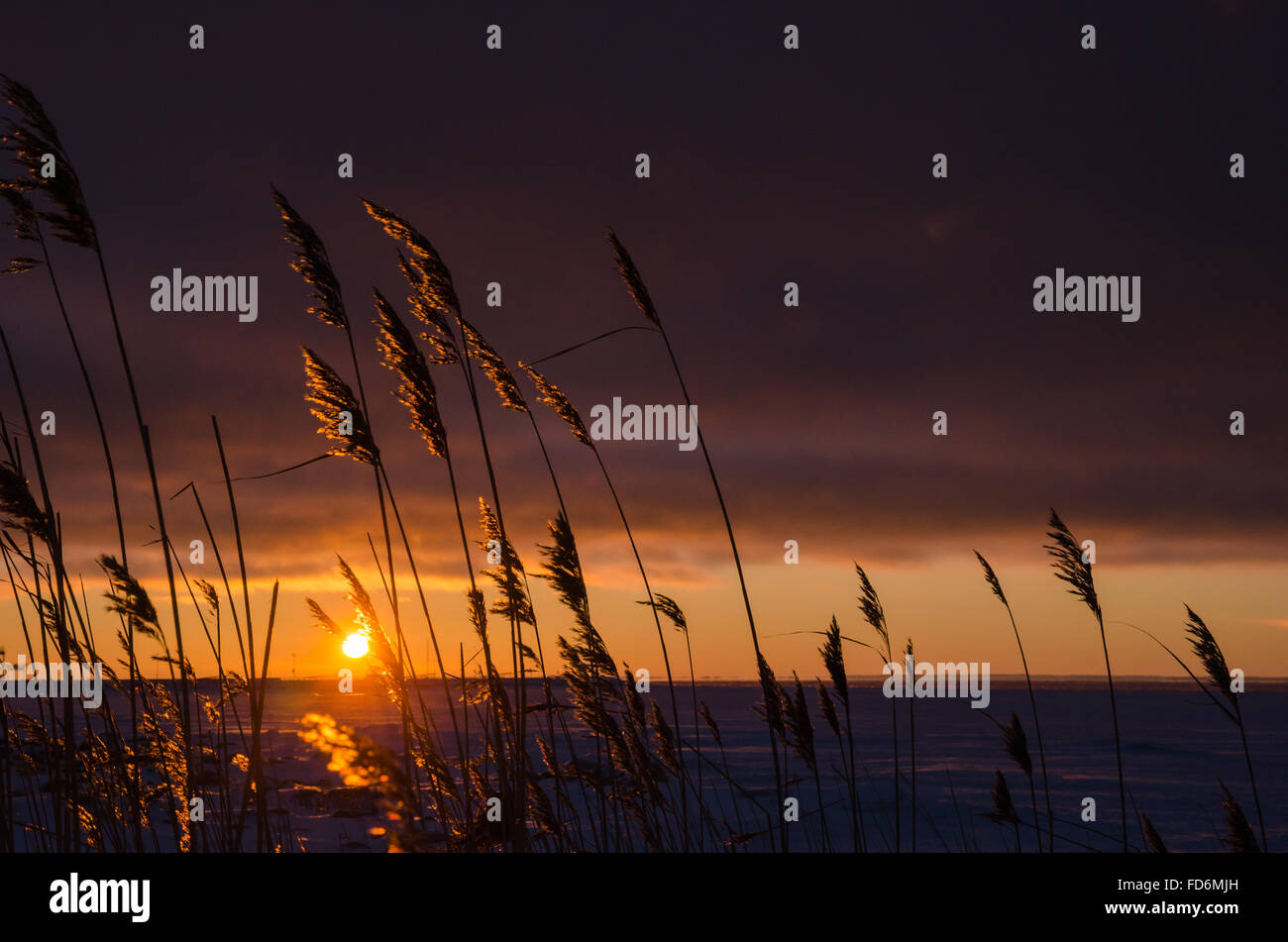 Reed plants hi-res stock photography and images - Alamy