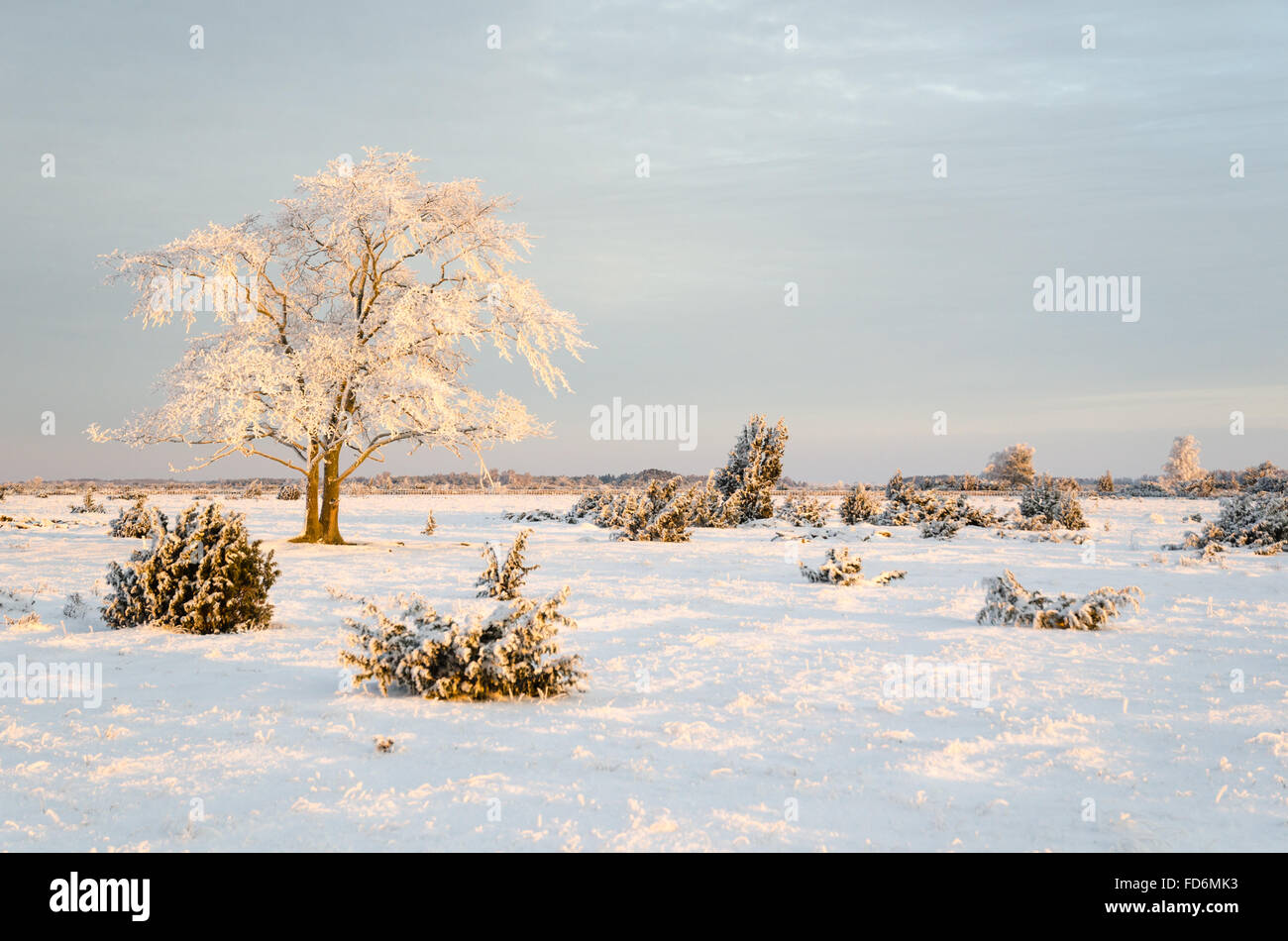 Sweden tree landscape hi-res stock photography and images - Alamy