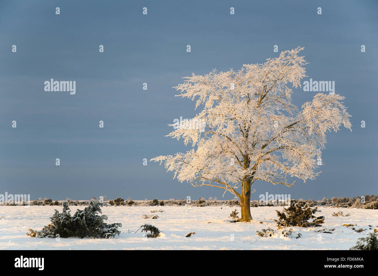 Big frosty solitude elm tree at the graet plain area Stora Alvaret at the swedish island Oland Stock Photo