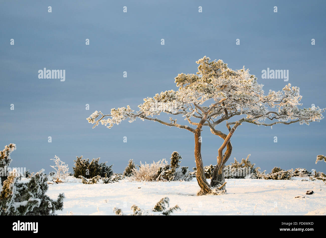 Twisted pine tree hi-res stock photography and images - Alamy