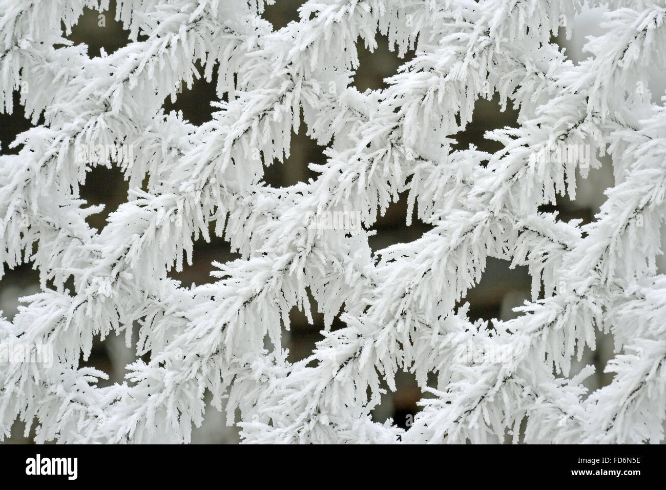 wired fence cowered with a white frost Stock Photo
