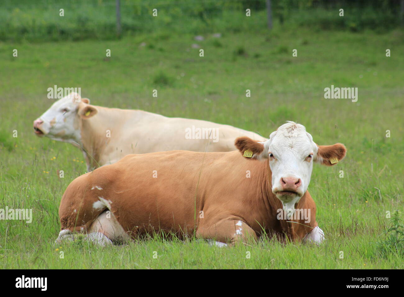 Cows Sitting In Field Stock Photo