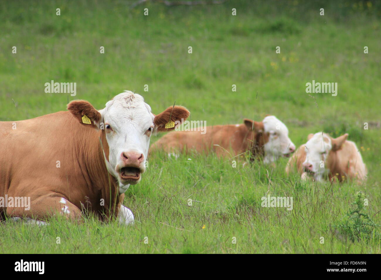 Cows Sitting In Field Stock Photo