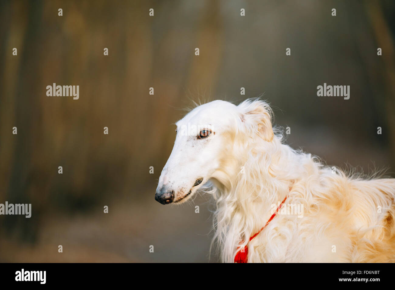 White Russian Hunting Dog, Sighthound, Russkaya Psovaya Borzaya, Psovoi. Close Up Portrait Stock Photo