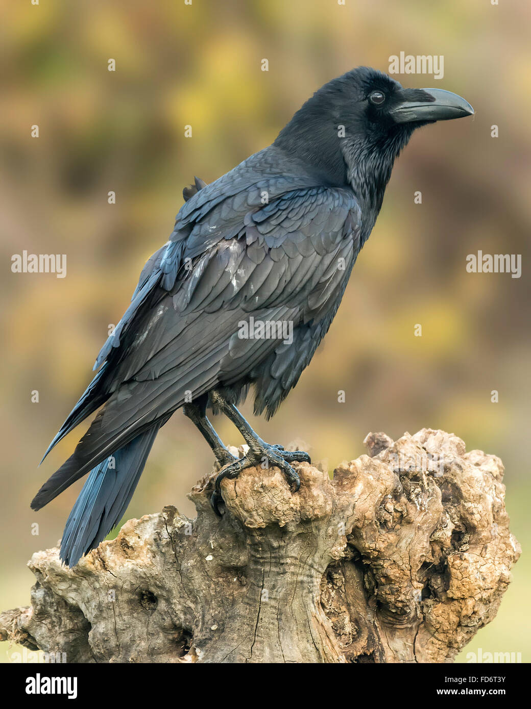 Raven With Prey High Resolution Stock Photography and Images - Alamy