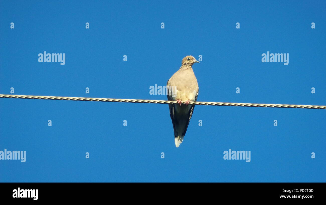 Pigeon Sitting On Steel Cable Stock Photo - Alamy