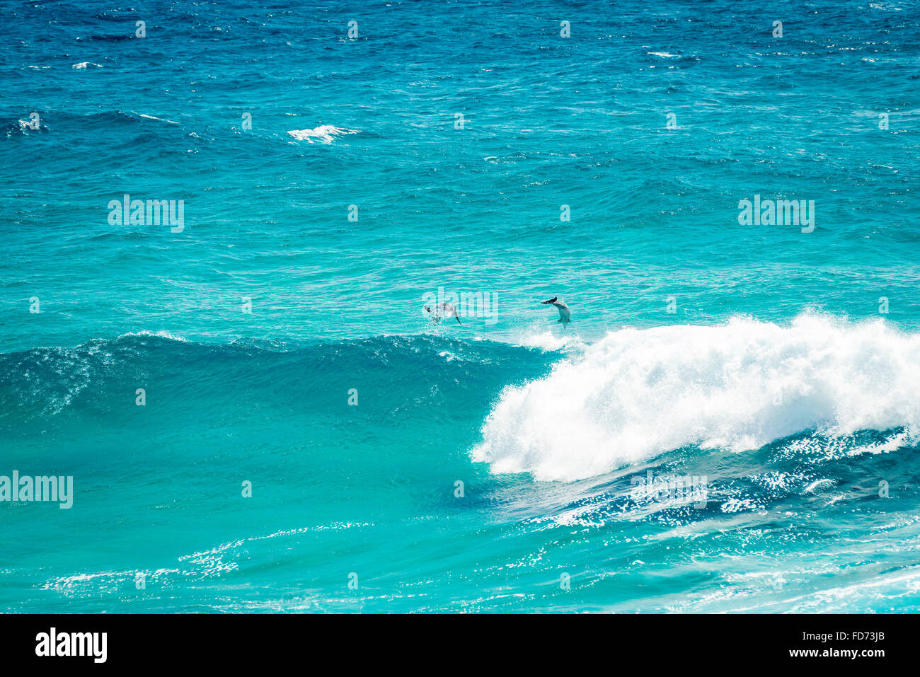 Pod of Dolphins playing and jumping in the waves off Stradbroke Island, Queensland, Australia Stock Photo