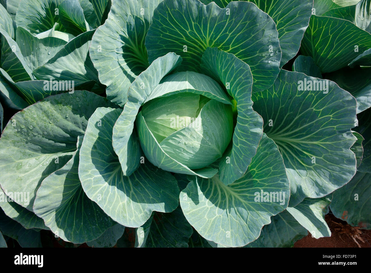 A ripe cabbage on a field ready to harvest Stock Photo Alamy