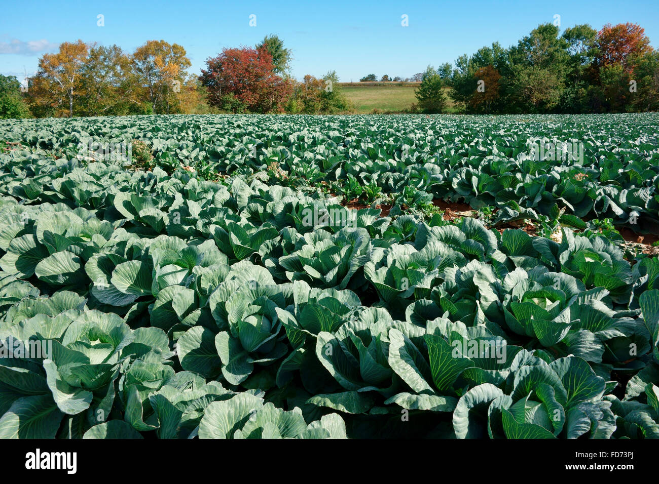 A field crop of cabbages in nova Scotia, Canada Stock Photo