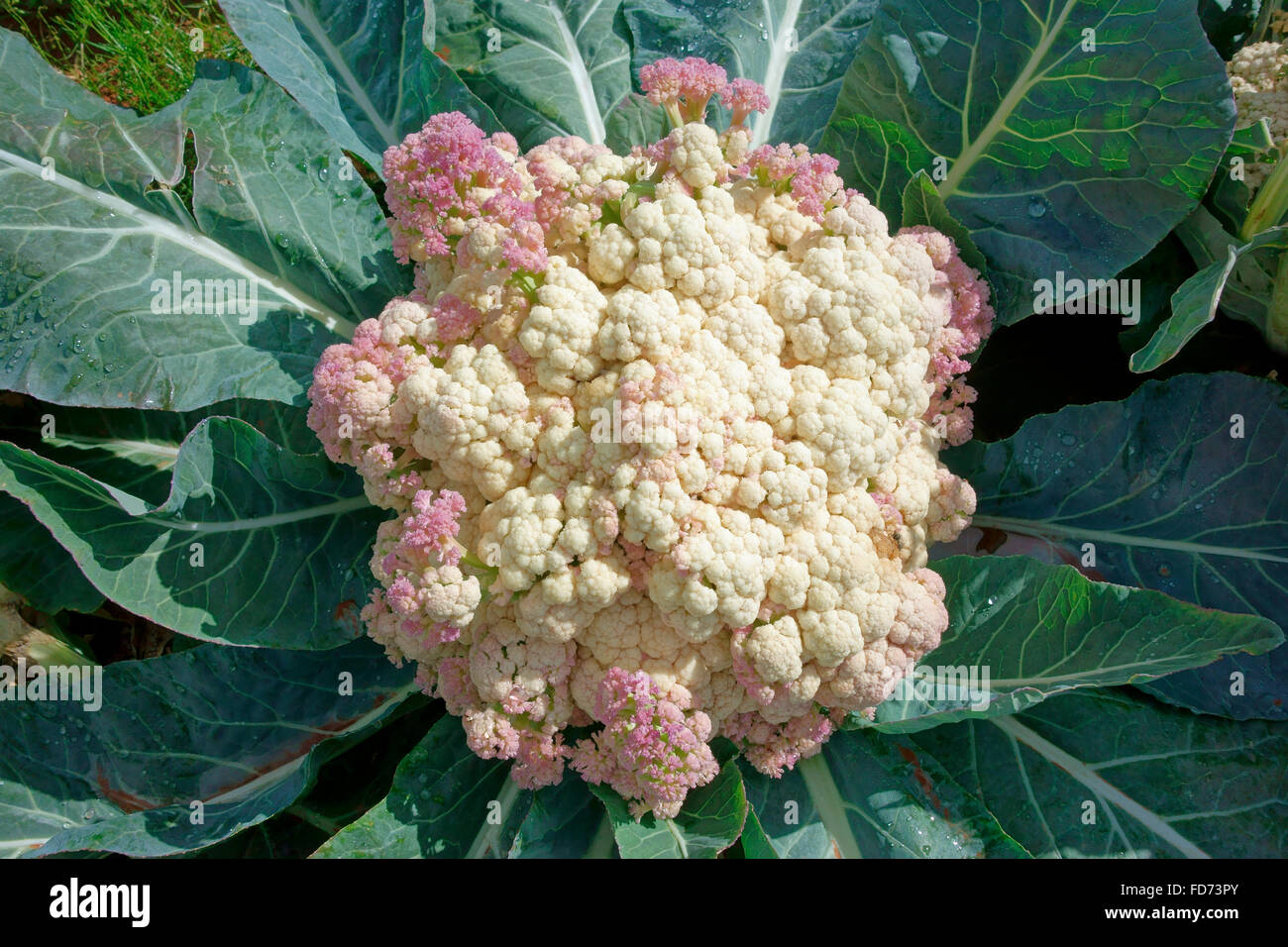 cauliflower in a farm field Stock Photo
