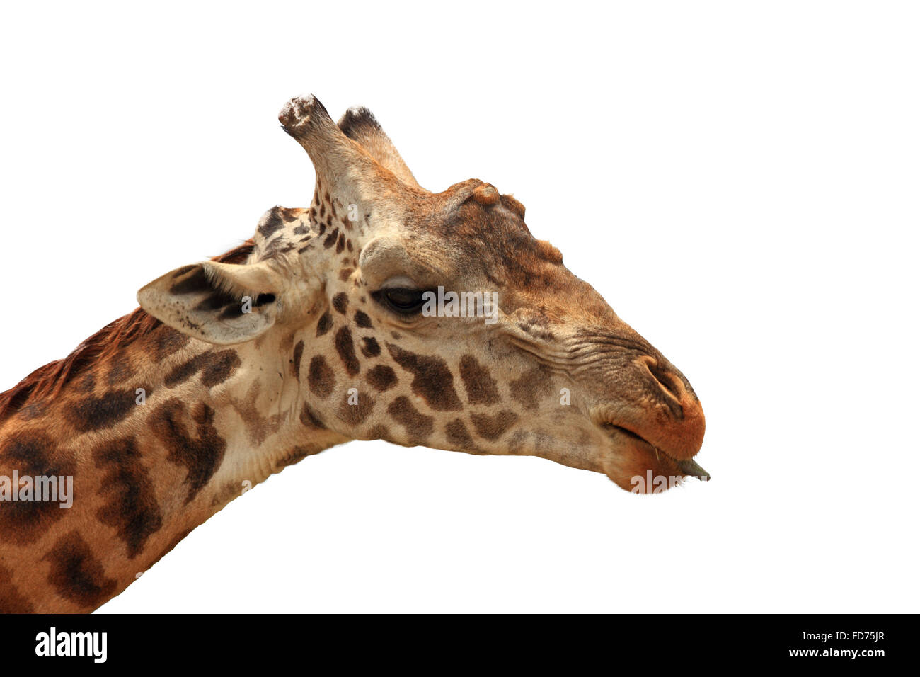 An isolated giraffe sticking its tongue out Stock Photo