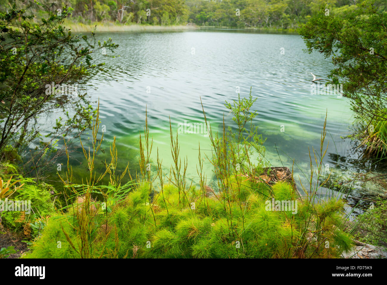 Blue Lake on North Stradbroke Island, Queensland, Australia is the perfect fresh water lake Stock Photo