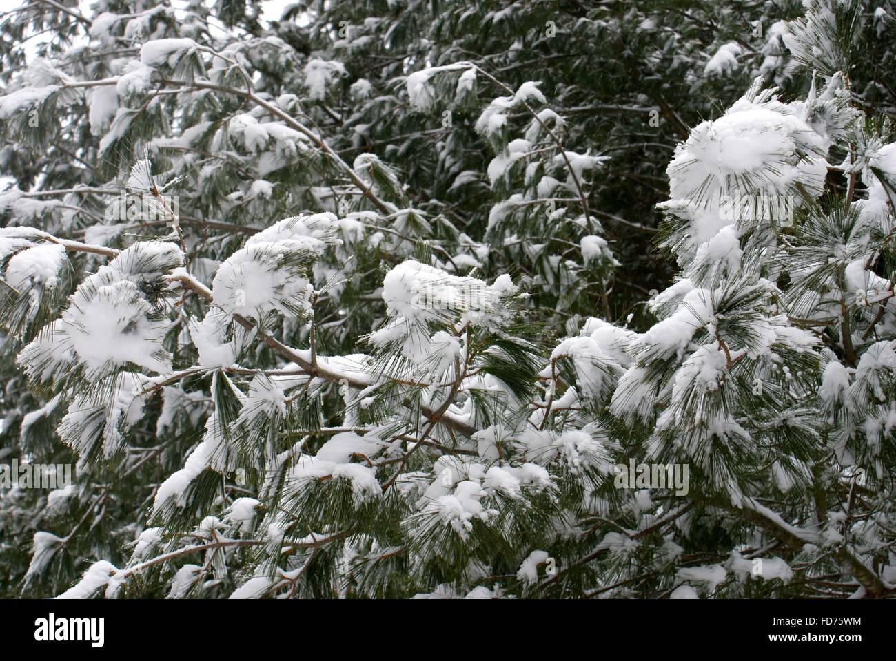 Beautiful close up snow covered pine needles. Stock Photo