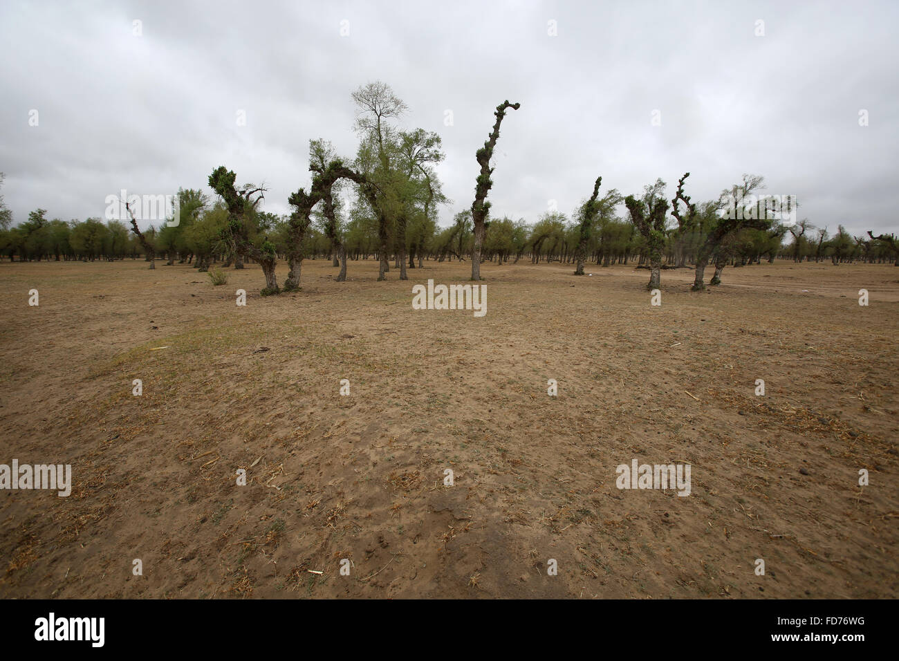 Desert Naiman Banner Tongliao City Inner Mongolia Autonomous Region
