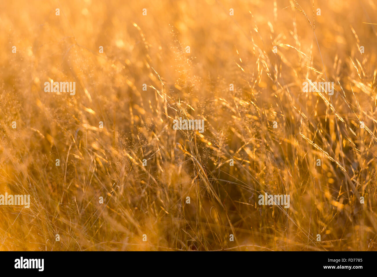 Grass in soft focus with shallow depth of field in golden sunset light Stock Photo