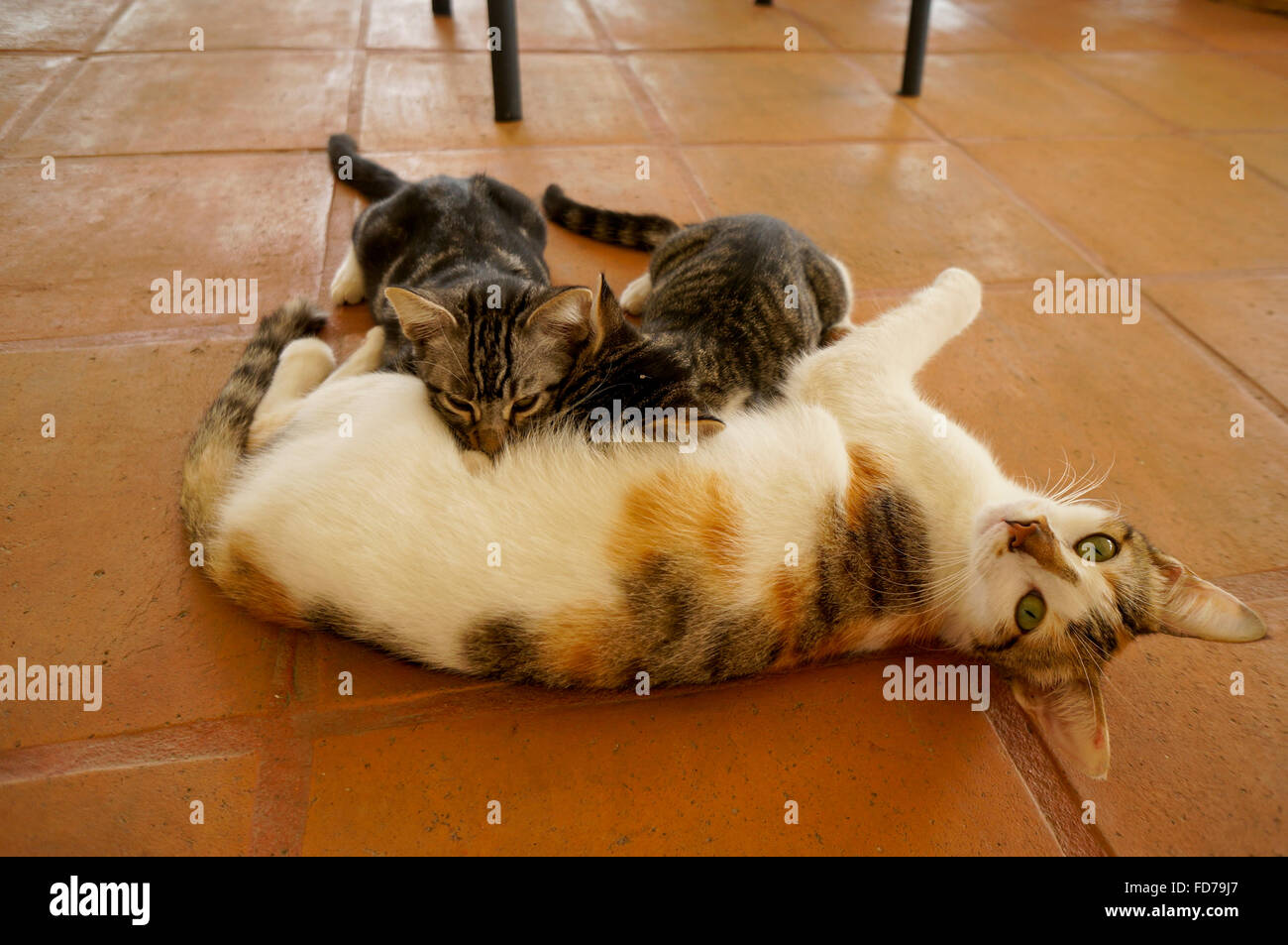 Kittens nursing Stock Photo