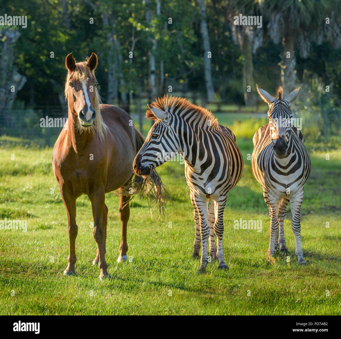 Horse in pasture with two zebra Stock Photo
