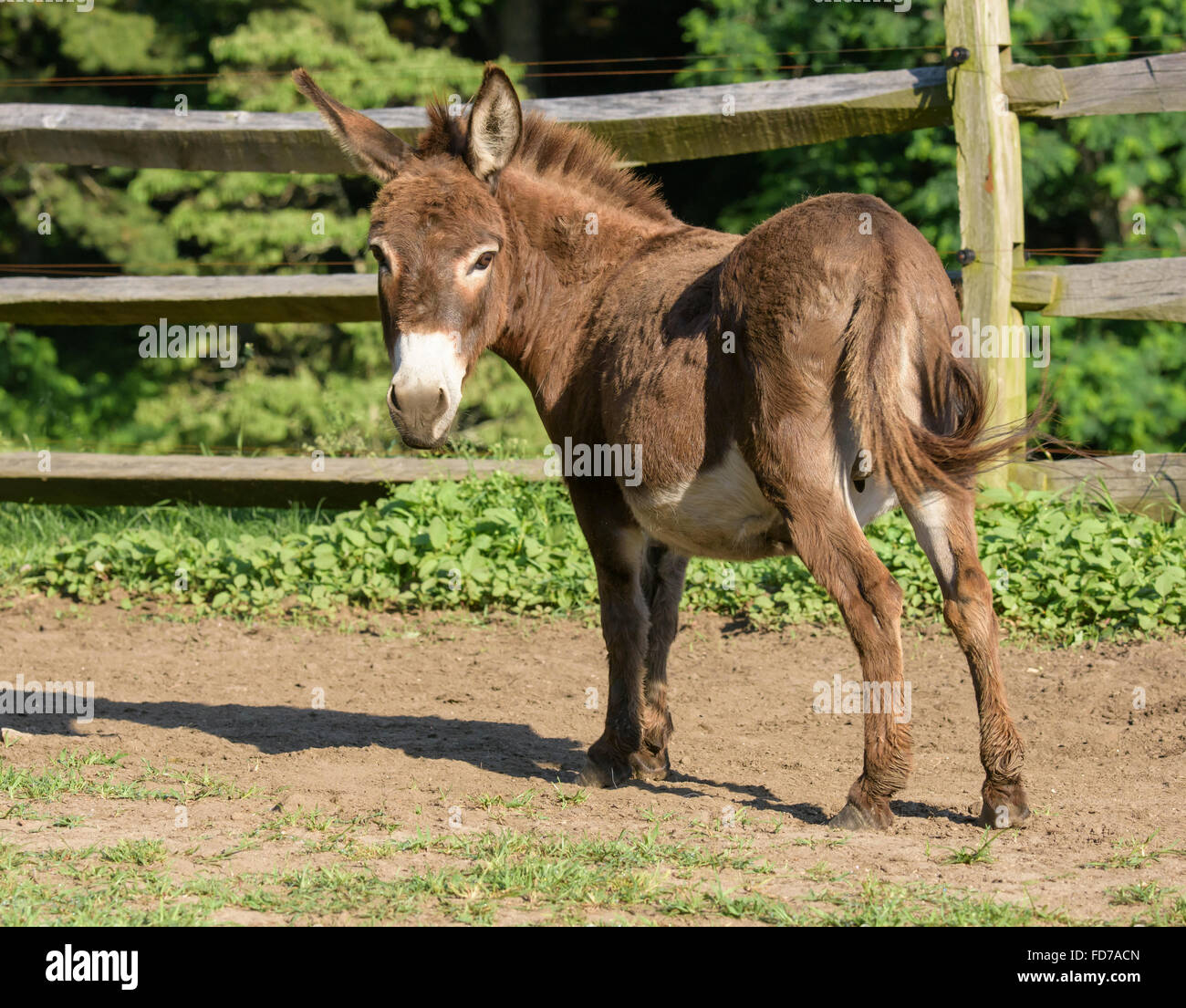 Jenny Miniature Donkey Stock Photo